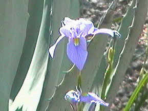 [ img: Desert Flower ]