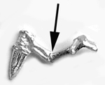 The elbow, the best place to bend an arm