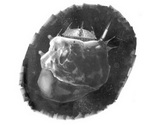 Transhuman Space Concept Art